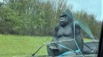 Gorilla stolen from garden center: 8 foot gorilla statue named Gary stolen from garden center