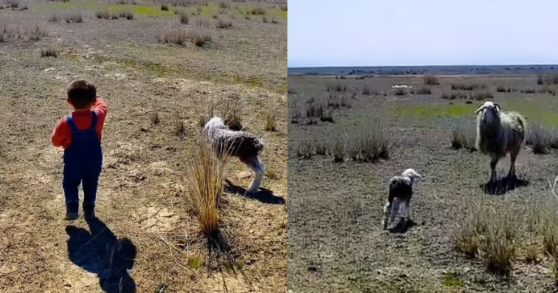 Heartwarming video shows a boy helping a lost lamb to be reunited with its mother