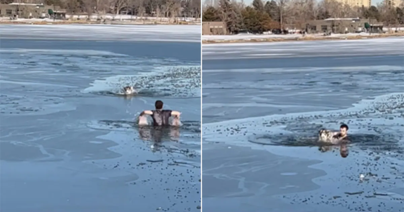 Heroic act: Man risks life to rescue dog drowning in frozen lake, all the praise of the internet
