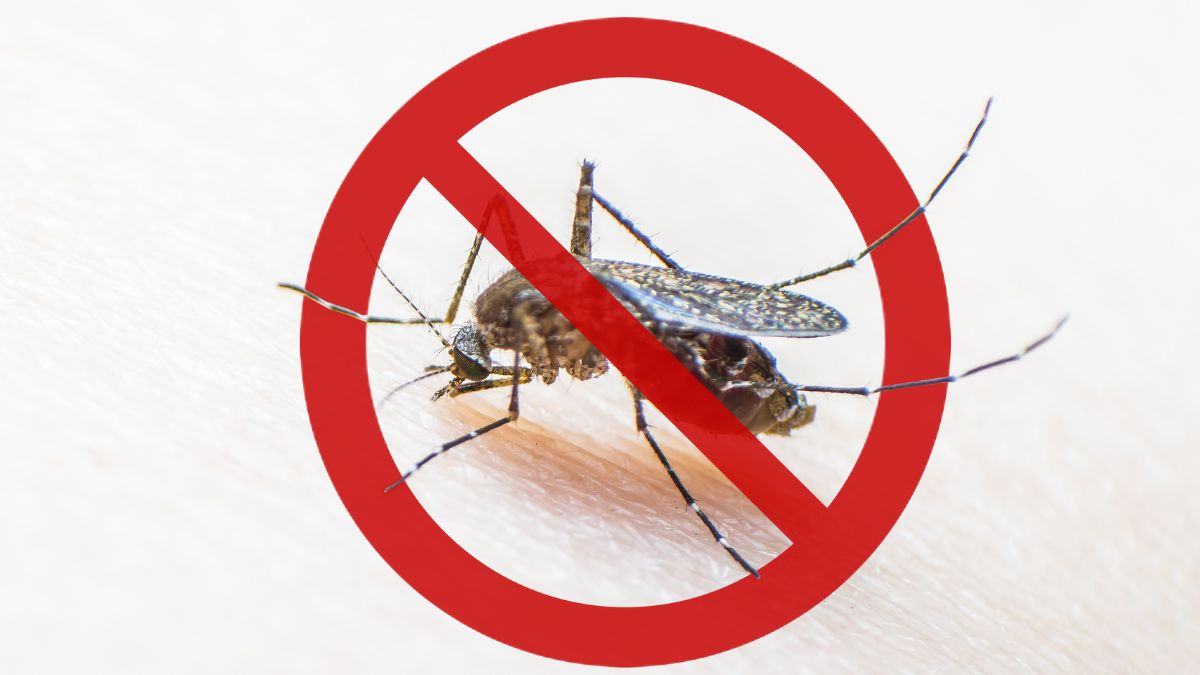 national-dengue-day-2023-must-know-facts-about-vector-borne-disease-to-spread-awareness