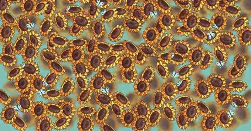 Optical Illusion IQ Test: Find the Bee Hidden Among the Sunflowers in 9 Seconds