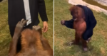 Orangutan takes man's jacket off and puts it on in hilarious interaction