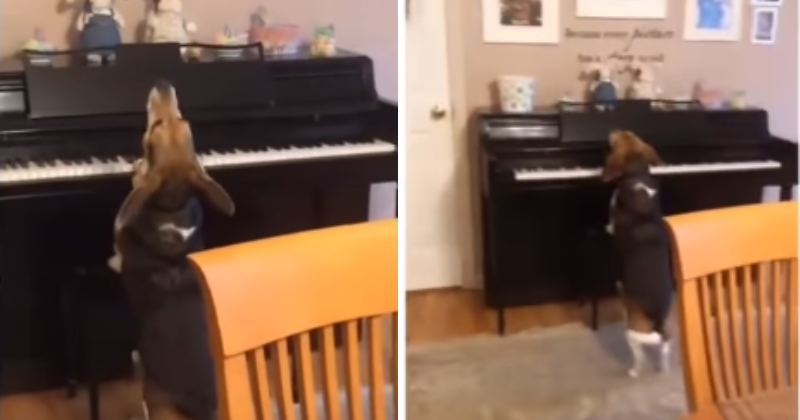 Paw-Fect Melody - This Piano Playing Dog Music Video Is Sure To Eliminate Your Work Stress, Check Out
