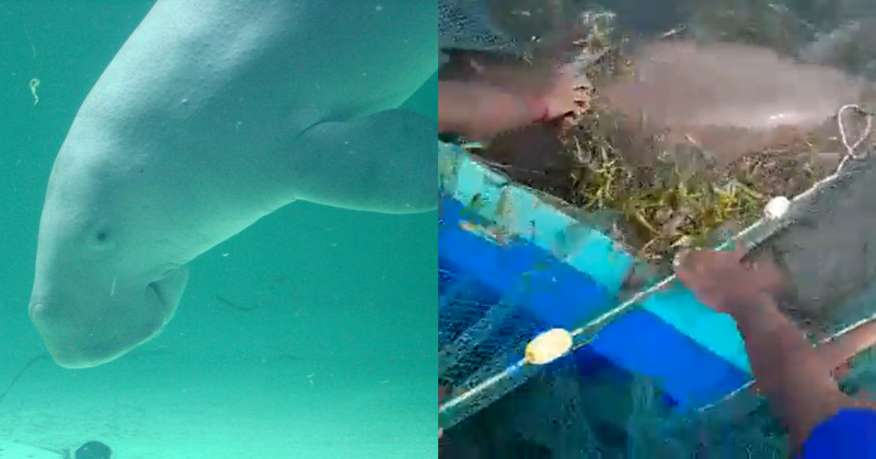 Thanjavur fishermen rescue an endangered dugong caught in a fishing net