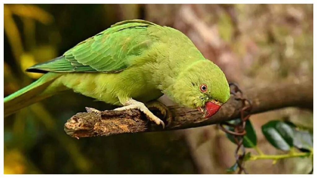 Many people like to raise animals and birds.  There are many benefits of having a parrot at home.  People often keep them because of their ability to imitate.  In addition, they are very attractive in appearance.