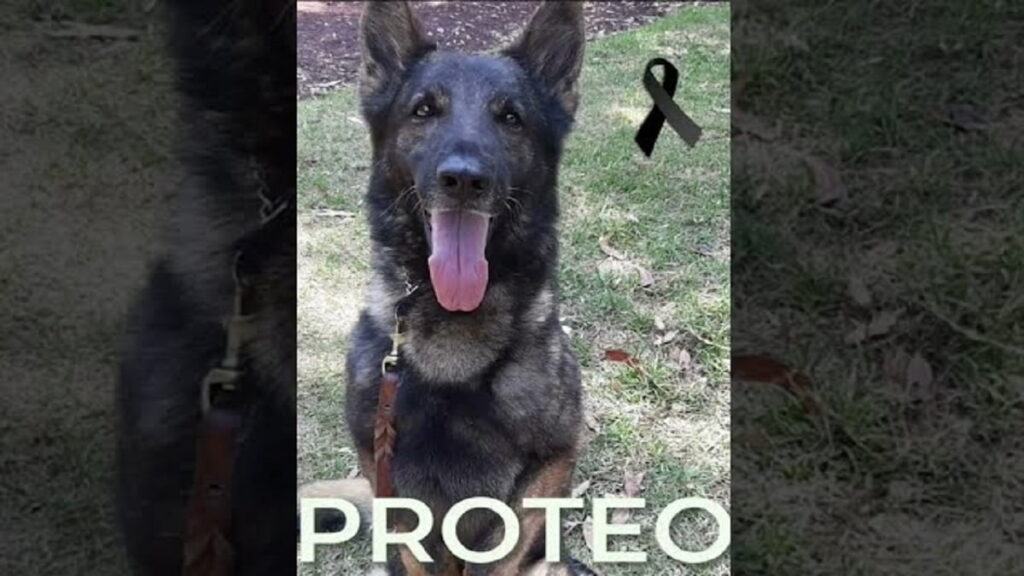 What happened to Proteus?  Mexican search and rescue dog, Proteo, died in Türkiye!
