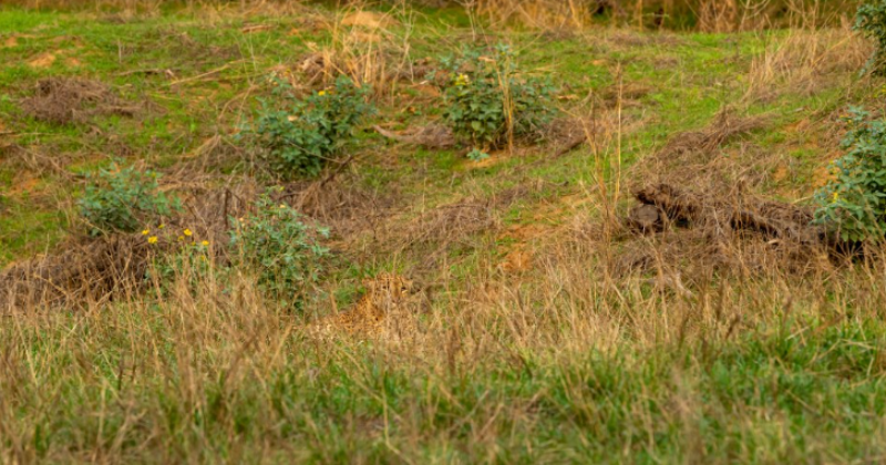 Here Is A Viral Optical Illusion: You Need To Spot The Wild Leopard Camouflaged In Monsoon Green Grass