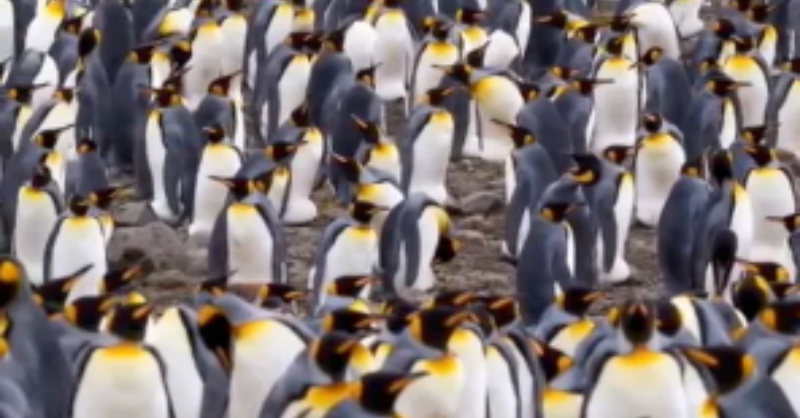 Can You Find The Girl Among The Penguins In 5 Seconds In This Optical Illusion? Try It Now