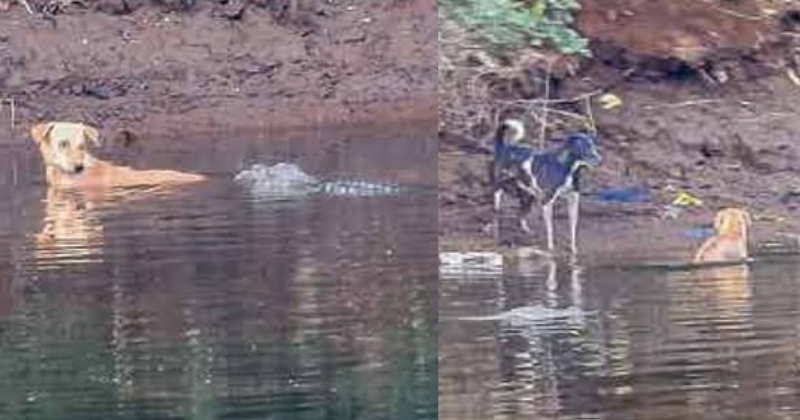 Crocodiles Unexpectedly Save Dog Drowning In River - Here's What Happened