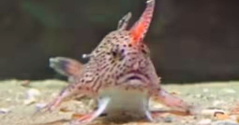 Earlier Thought To Be Extinct, Spotted Handfish Makes Surprise Comeback