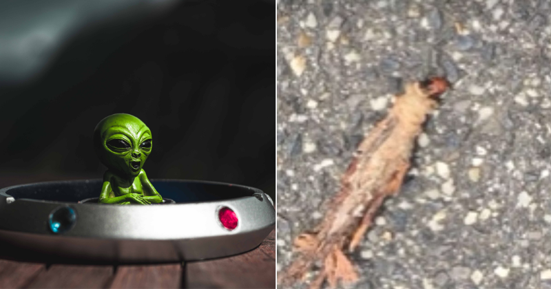 When You See It: Man Finds Mysterious, Alien-like Creature On The Ground After A Windy Day
