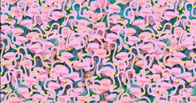 Optical Illusion: Spot The Ballet Dancer In These Flamingos
